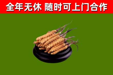 沛市回收散虫草